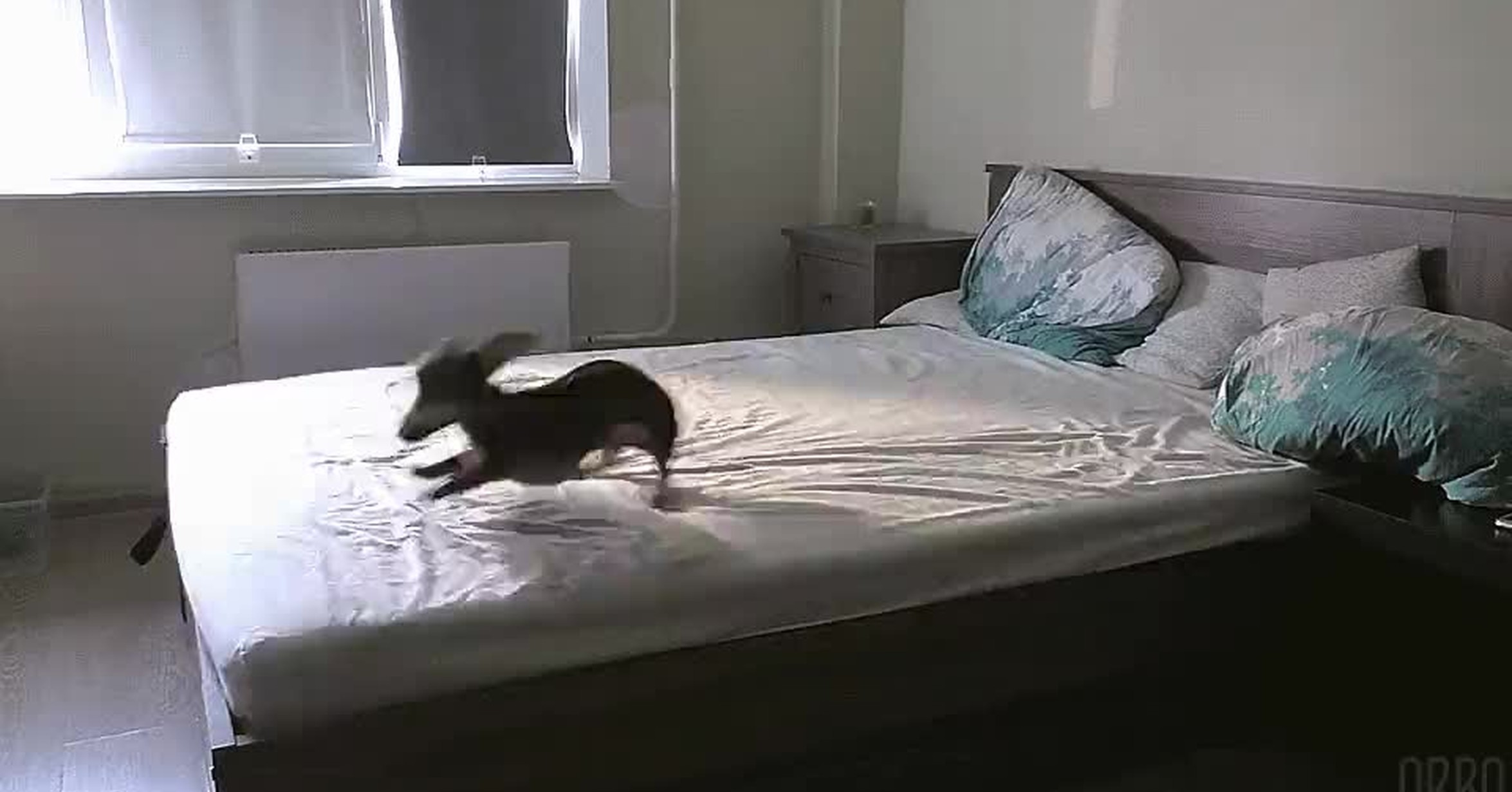 Кот прыгнул на кровать