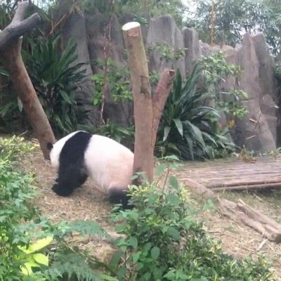 Enlace a Cuando no tienes ningún utensilio cerca para rascarte