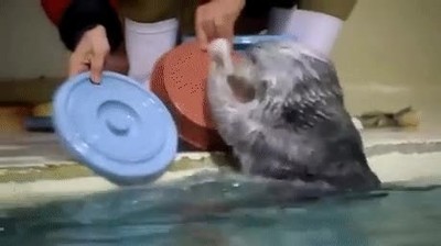 humano,tocar,canci&oacute;n,pueblo