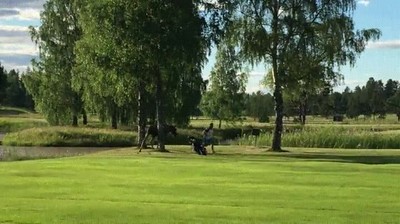 alce,perseguir,pobre,golfista