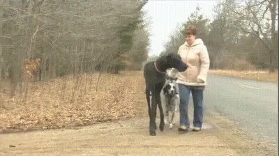 perro,alto,personas,conocer