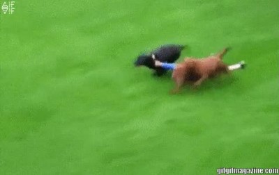 perro,pasar,moda,ni&ntilde;o,jardin