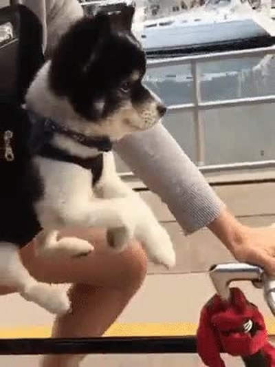 perros,echar,mano,bici