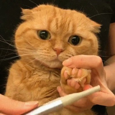 cara,quedar,gato,sue&ntilde;os,desaparecer