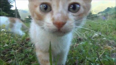 adorable,gatos,todo el d&iacute;a