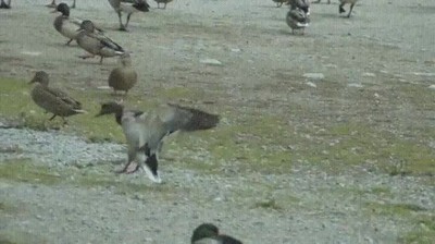 intentar,aterrizar,estilo,chica,gustar