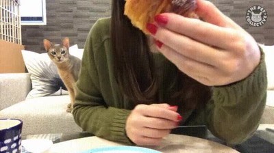 comer,humana,gato,cara