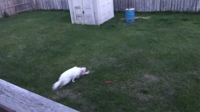 jugar,perro,puntero laser