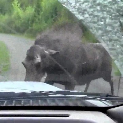 alce,adulto,proteger,peque&ntilde;os