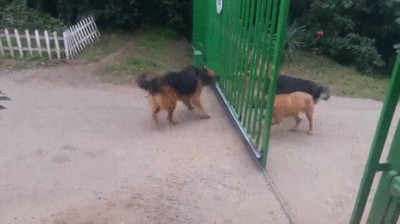 peleas,internet,perros,fail