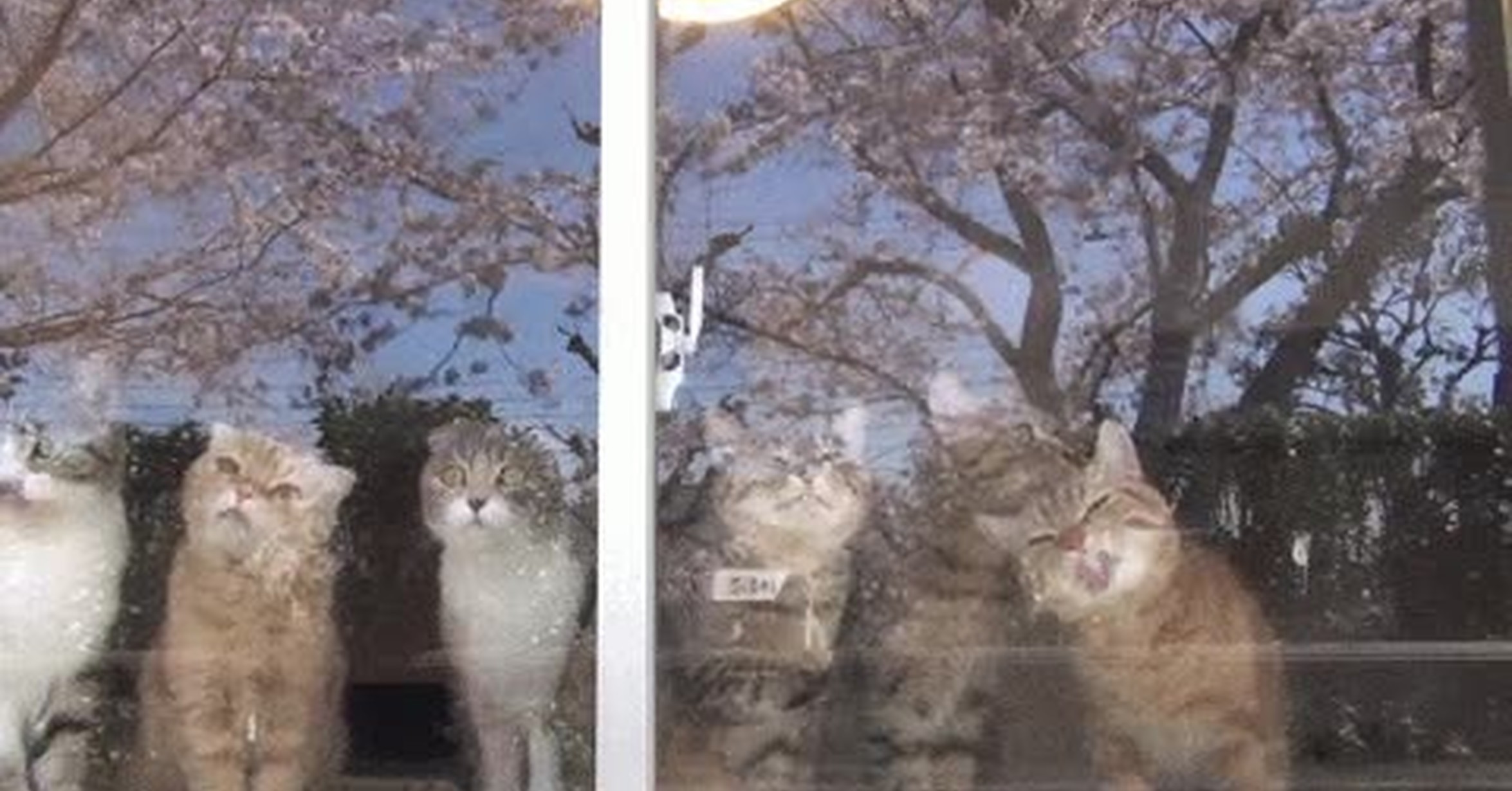 Коты на стекле