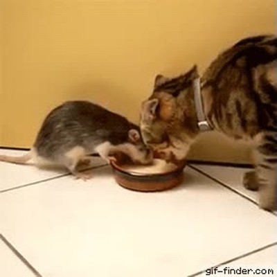 tom,jerry,vida,real