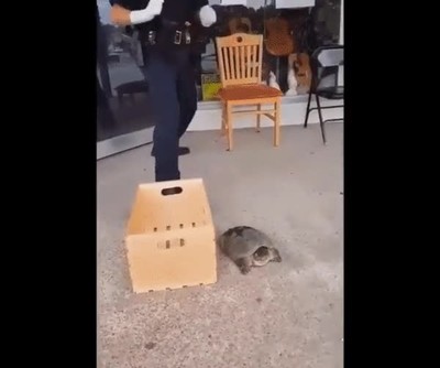 policia,animales,feroces,tortuga