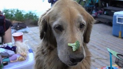 perro,dar,todo,comida,saludable