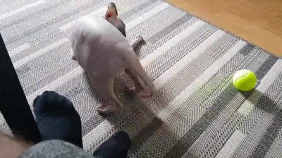 gatos,curiosa,manera,jugar,pelotas,tenis