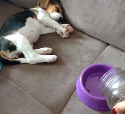 La reacción de mi perro cuando lo despierto a la hora de la comid reacción,perro despertar,hora,comida