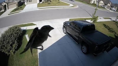 grabar,pajaro,alas,sincronizar