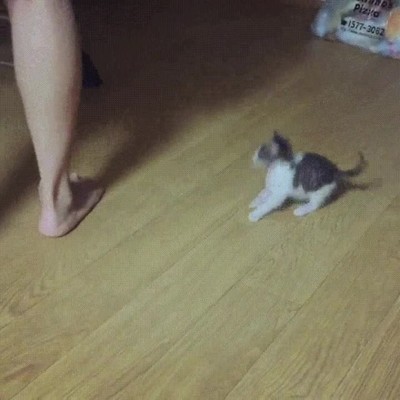 capturar,camara,fiereza,ataque,gato