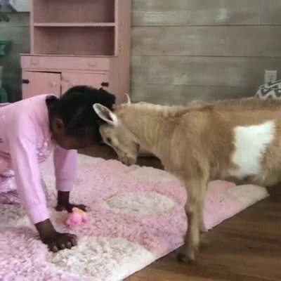 ni&ntilde;os,animales,jugar,saltos