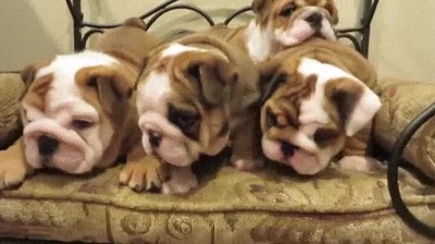 parecer,perros,partido,tenis