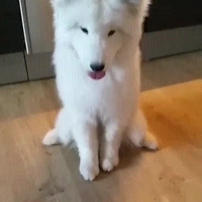 reacción,perro,probar,limon,primera vez