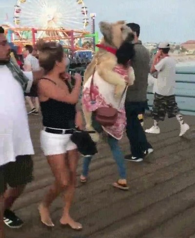 perro,granmde,resistir,crecer