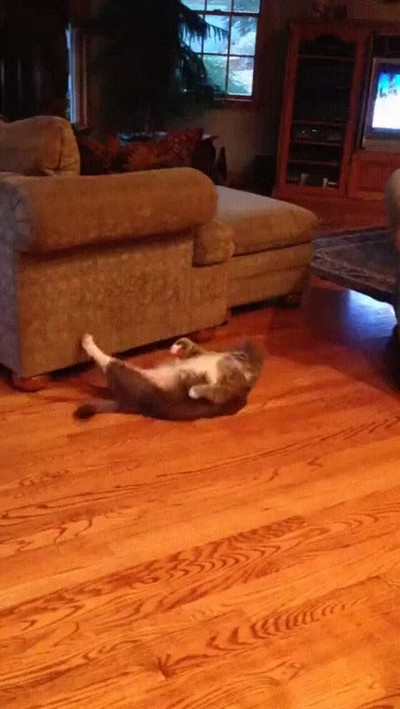 gato,entrenar,lucir,abdominales,verano