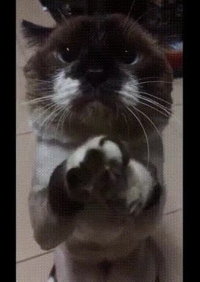 cara,gato,madre,salir,fiesta