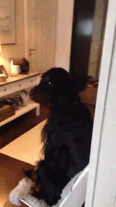 perros,costumbres,demasiado,humanas