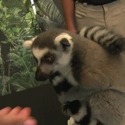 pesar,olvidar,cola,bascula