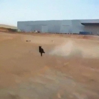 buena,forma,conseguir,perros,ejercicio