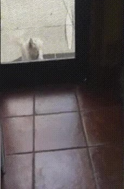 perro,colegas,entrar,casa