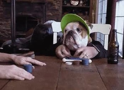 perro,cara,saber,jugar,poker,profesional