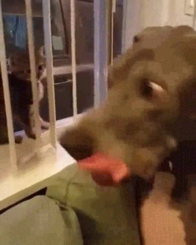 perro,cara,ser,m&aacute;s