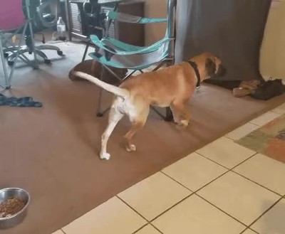 perro,sentar,manera,rara