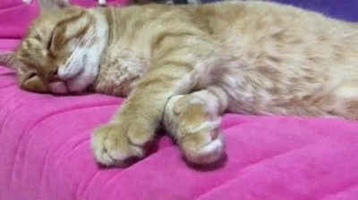 gato,posici&oacute;n,rara