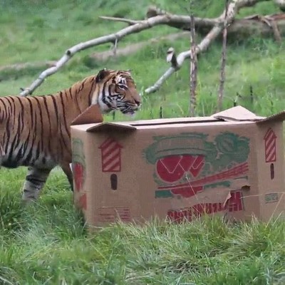 tigre,caja,entretener