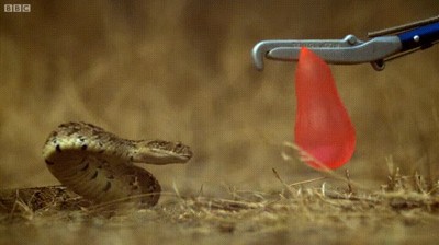 serpiente,globo,ataque