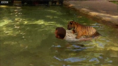 tigre,ense&ntilde;ar,nadar