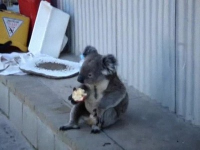 koala,comer,comida