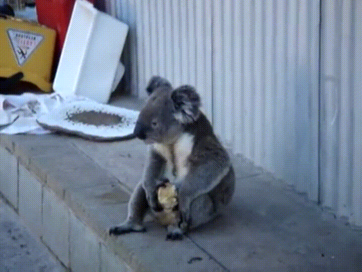 comer,comida,koala
