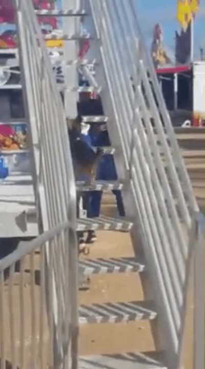 perro,tobog&aacute;ntirar