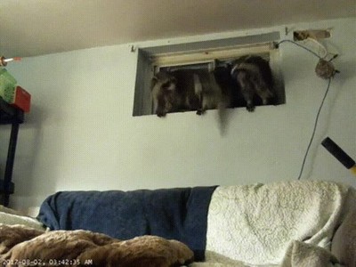 pillada,mapaches,c&aacute;mara