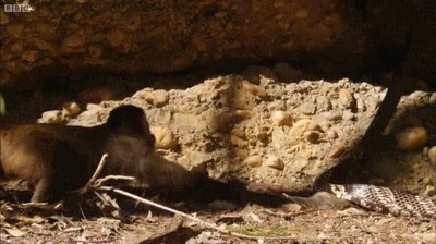 rat&oacute;n,capuchino,comida,serpiente,lucah