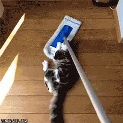 parecer,divetido,gato,mopa