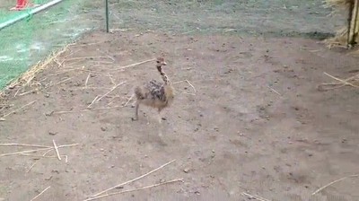 todas,familias,alguien,especial