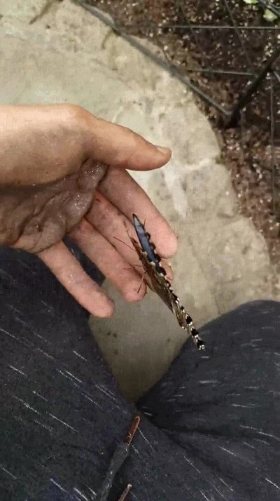 mariposas,grandes,bonitas,nunca