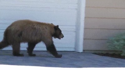 susto,oso,persona,al revés
