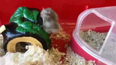 intentar,poner,ba&ntilde;ador,a&ntilde;o pasado