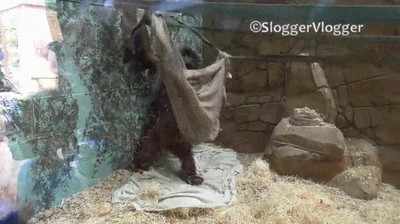 Enlace a Orangutan construyendo una hamaca para echar una siesta